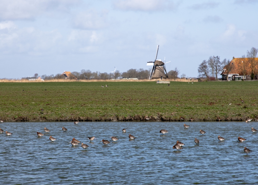 Fries landschap met weidevogels Gruttoland