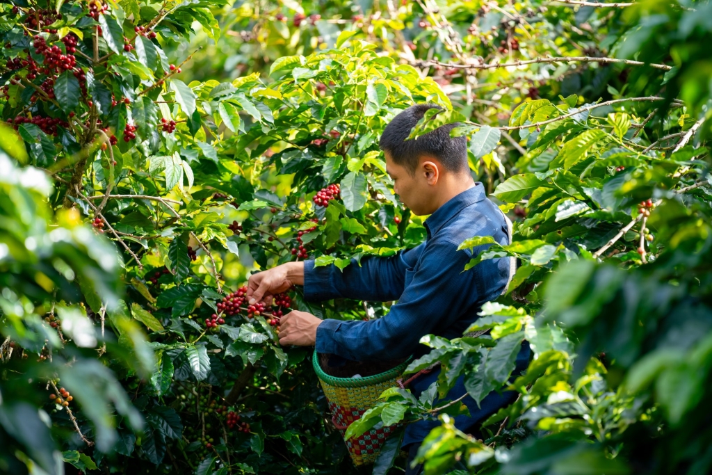 Koffiebessen worden geplukt voor Pelican Rouge